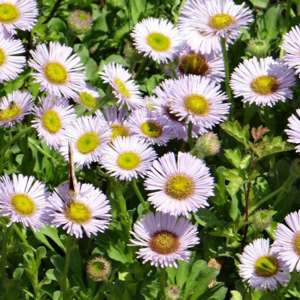 Vergerette glauque sea breeze lot de 9 godets