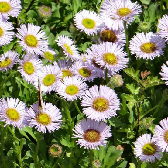 Vergerette glauque sea breeze lot de 9 godets