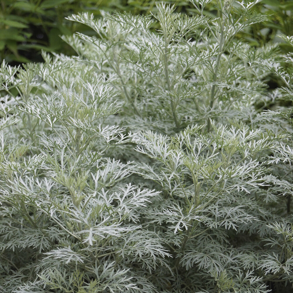 Armoise powis castle - le pot / 8cm