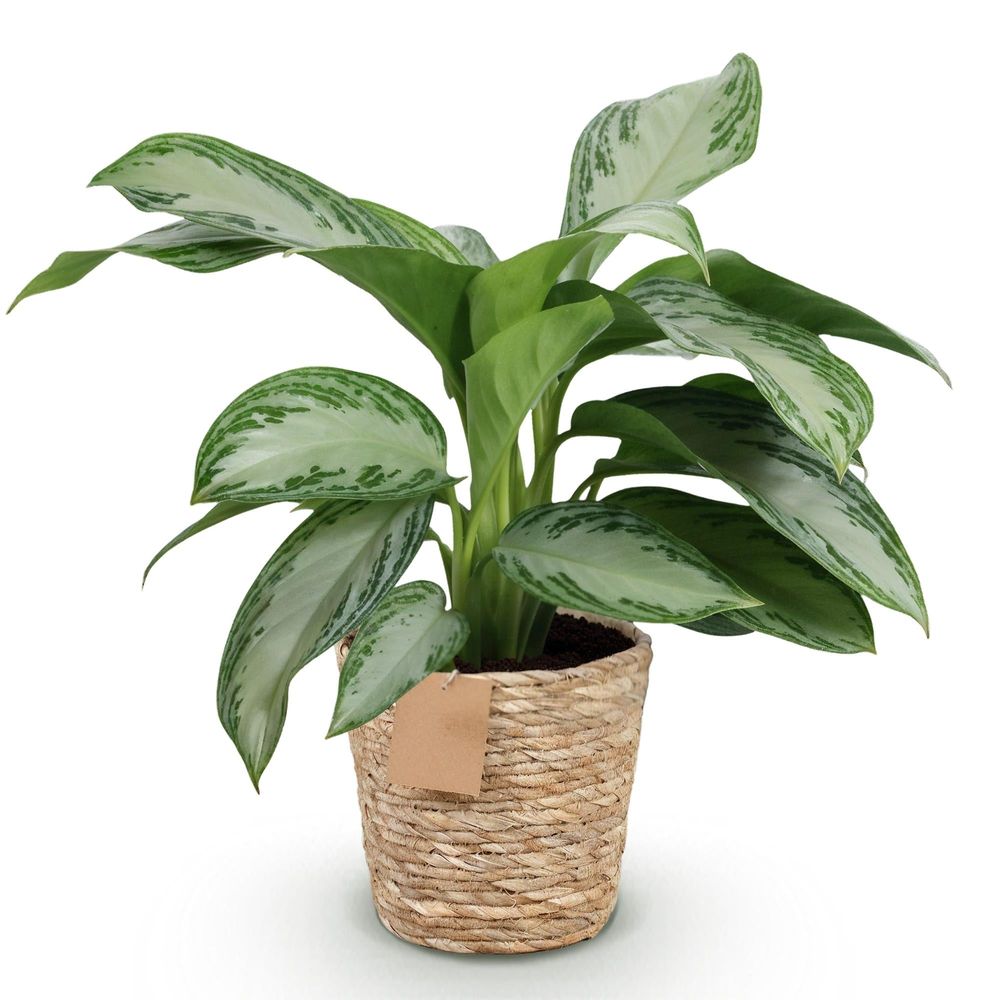 Aglaonema silver bay - pot de 17cm - hauteur 70-75cm