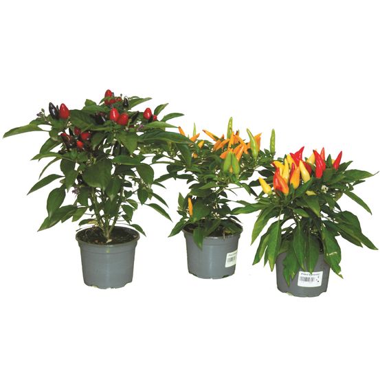 Piment d'ornement pot 10,5 cm