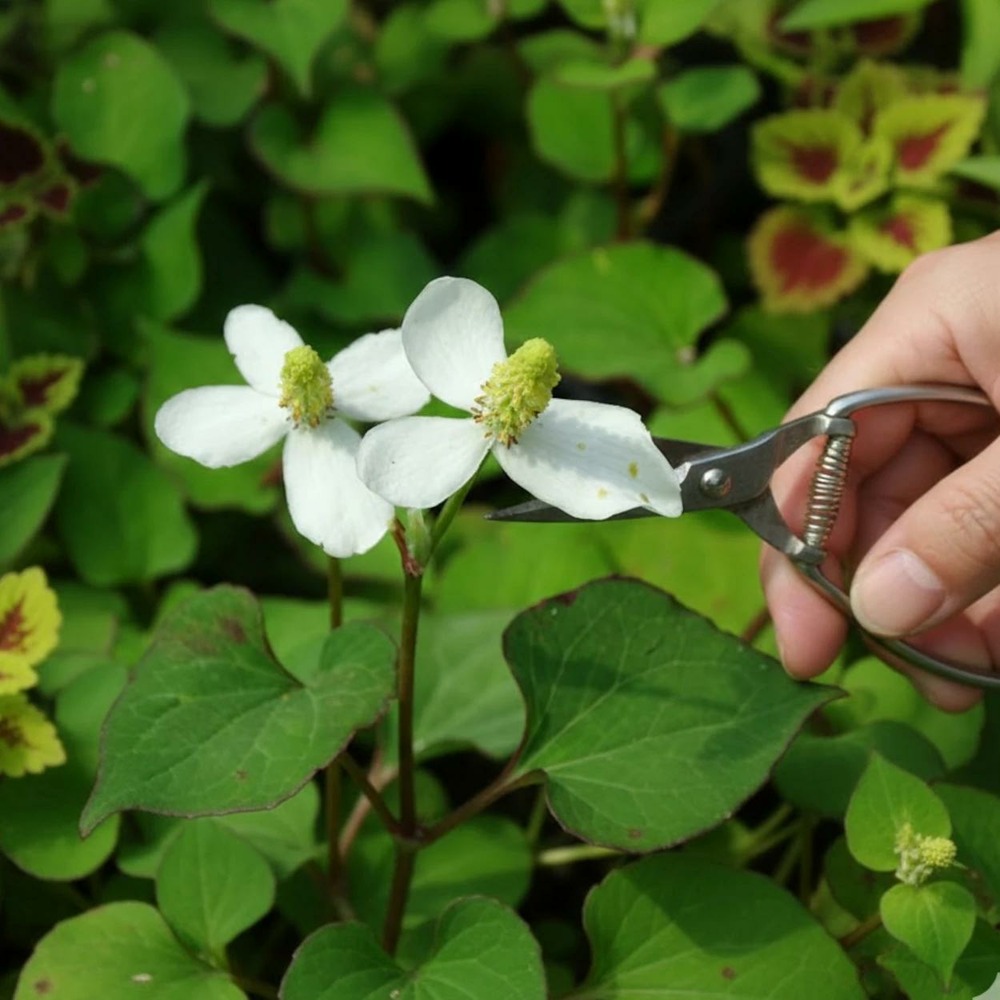 Herbe à poivre - sans traitement lot de 3 godets