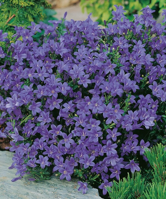 Campanule muralis plante vivace - 3 godets