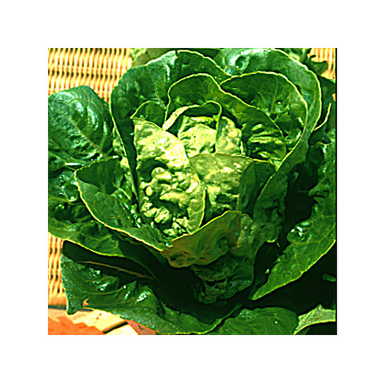 Laitue batavia 'grasse sucrine' le sachet de 2500 graines environ (3g)