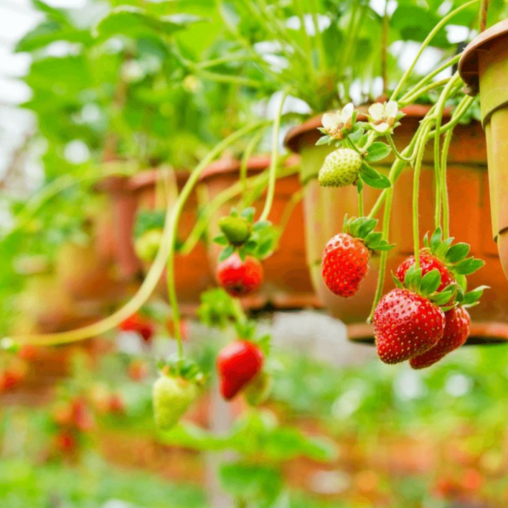 Plant de fraisier grimpant mount everest godet