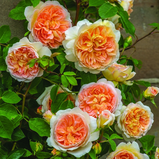 Rosier 'bathsheba' pot de 4l/5l