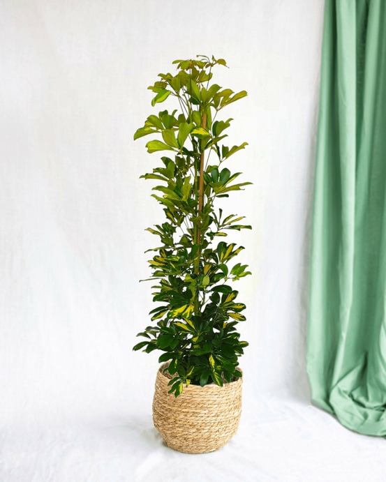 Schefflera gold capella 90cm - plante d'intérieur
