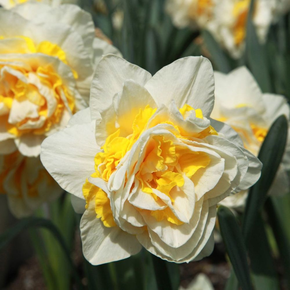 Narcisse à fleurs doubles 'wave' bulbe calibre 12+ (par 5)