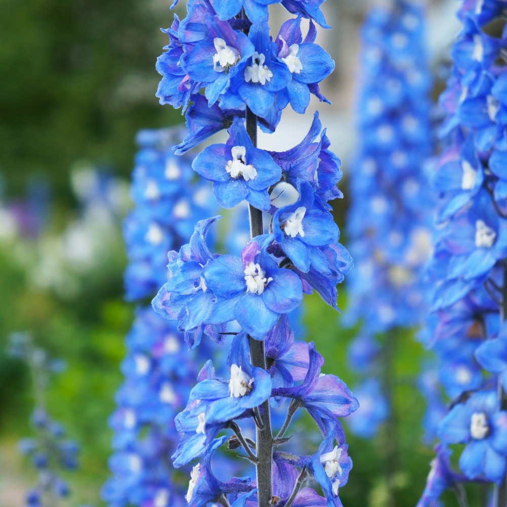 Delphinium géant blue bird - le pot / ø 9cm