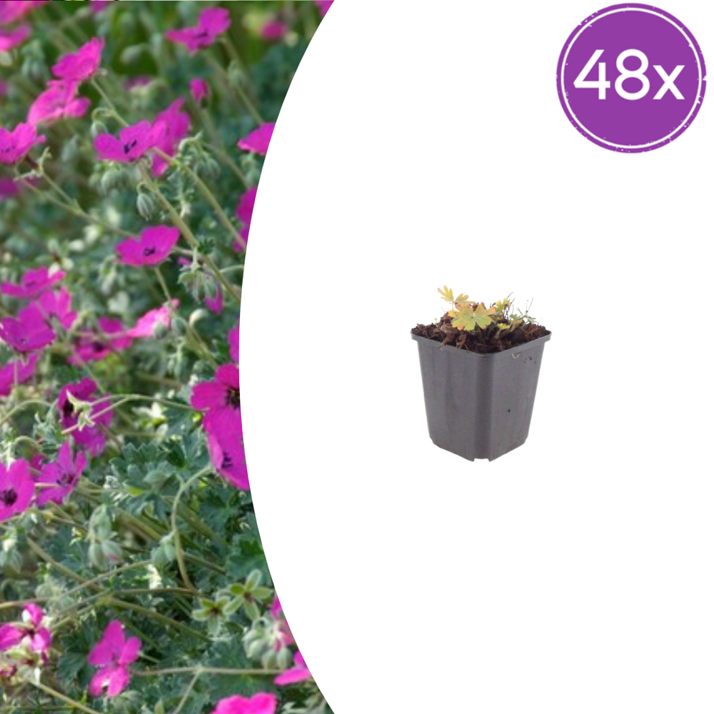 Lot de 48 - géranium sanguin (geranium sanguineum) 'max frei'