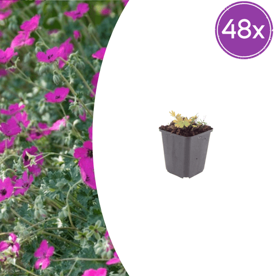 Lot de 48 - géranium sanguin (geranium sanguineum) 'max frei'