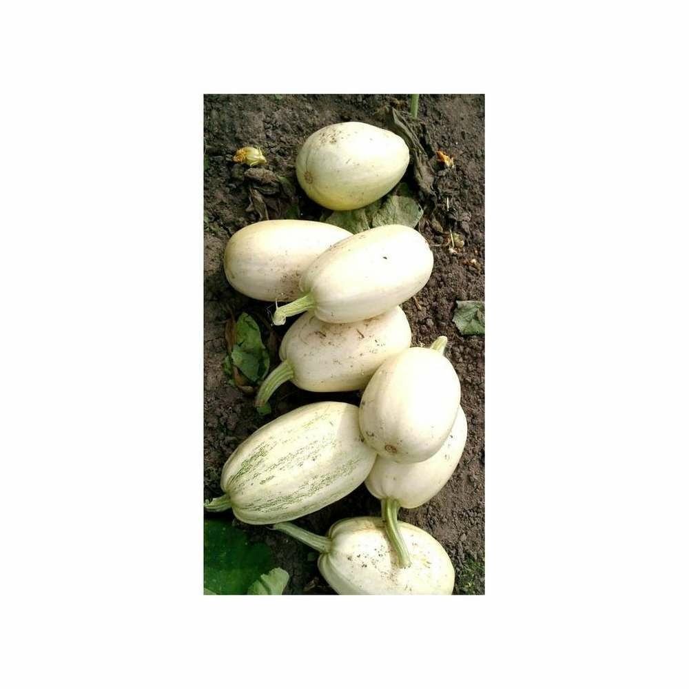 Graines de courge vegetable spaghetti