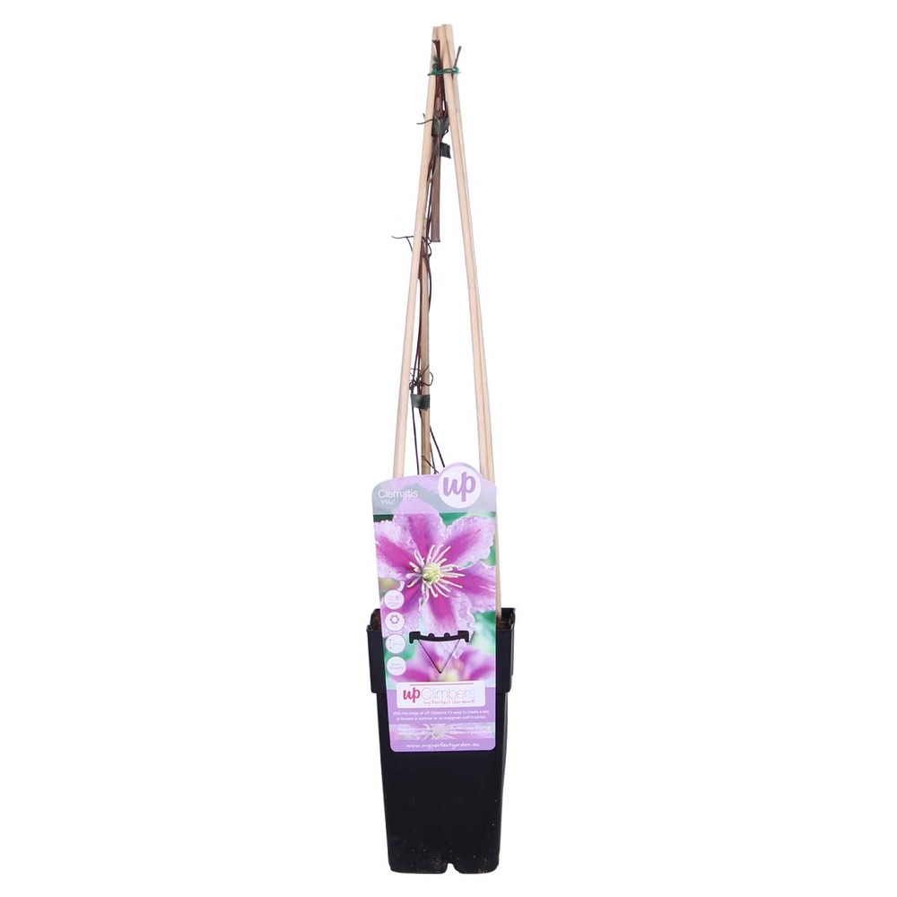 Clematis 'piilu' - clématite à grandes fleurs - rose-violet - 50-70 cm de haut - pot 15 cm