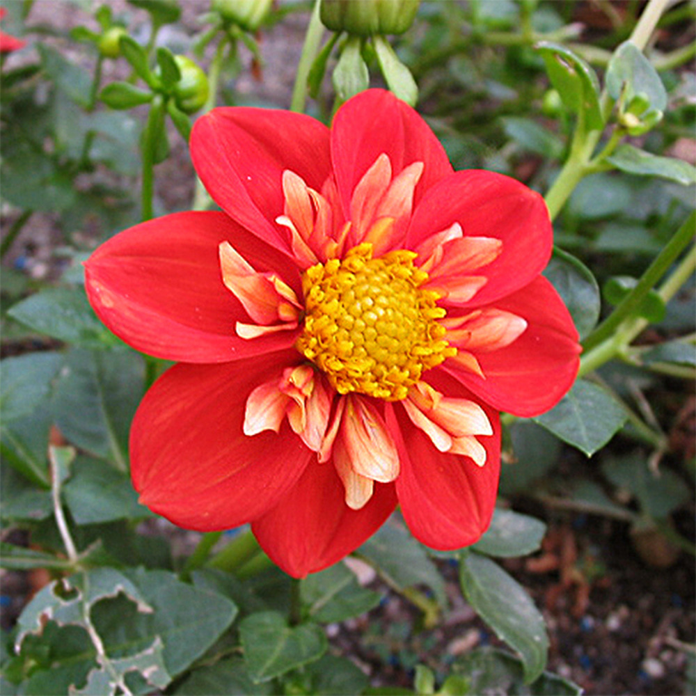 Dahlia gpe à collerette 'alstergrüss' bulbe calibre i