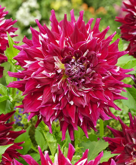 Dahlia deco myth - 1 bulbe