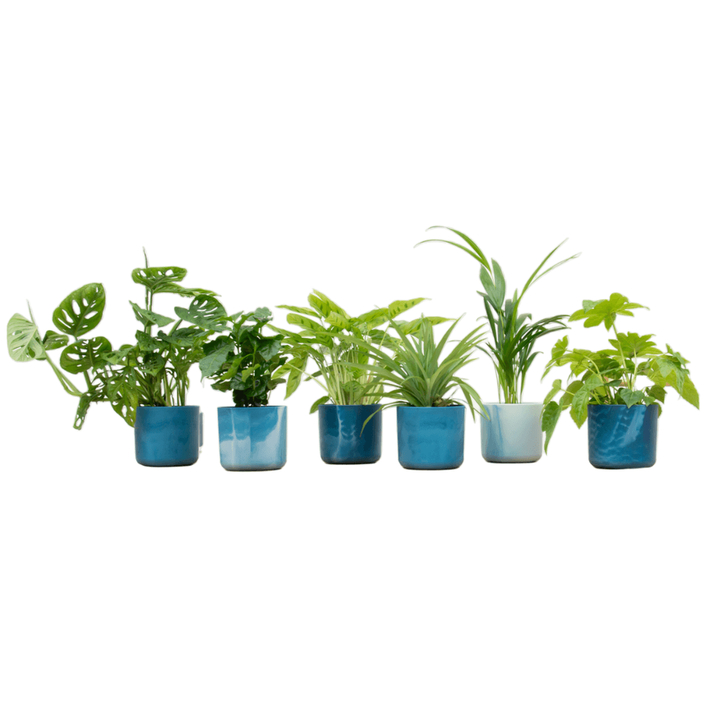 Box surpri - plantes d'intérieur