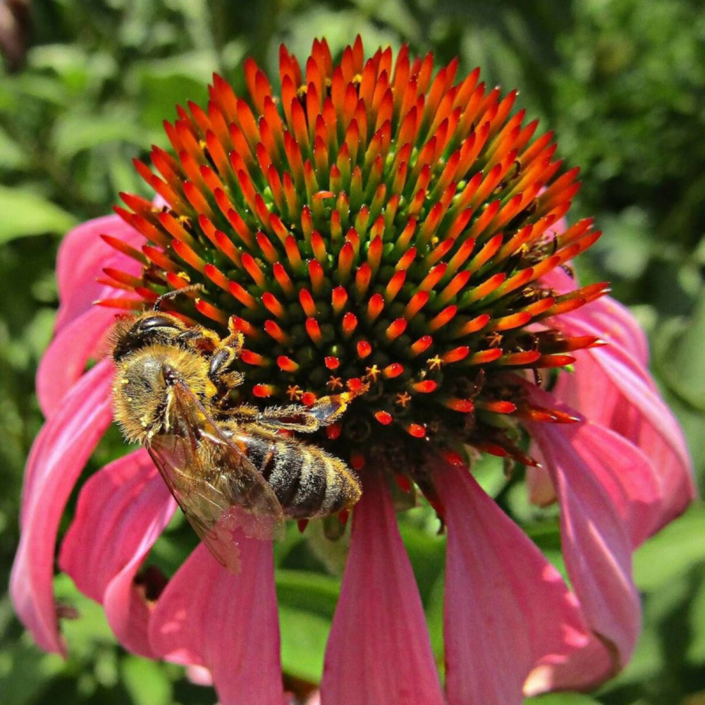 Échinacée irresistible® godet - 5/20 cm