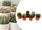 Mini cactus - mélange de 6 pièces - pot 5.5cm - hauteur 5-10cm