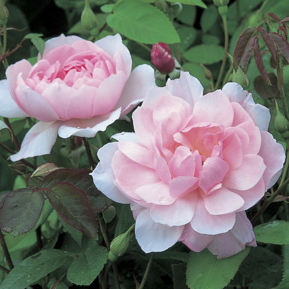 Rosier 'mortimer sackler' pot de 4l/5l