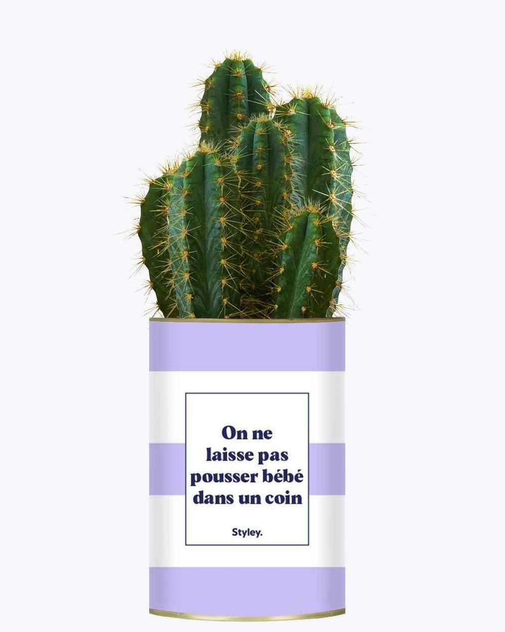 Plante facile à entretenir - on ne laisse pas pousser bébé dans un coin - cactus