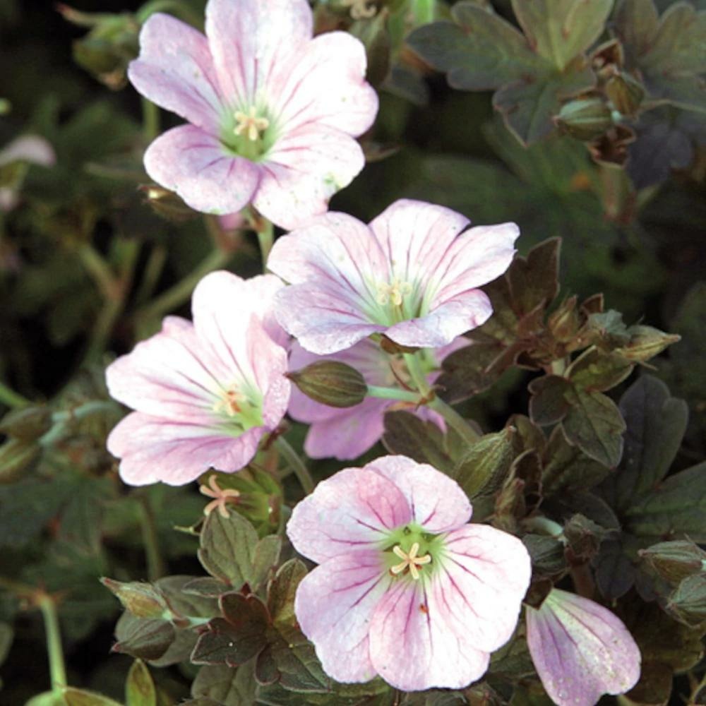 Géranium vivace inverness godet - 5/20 cm