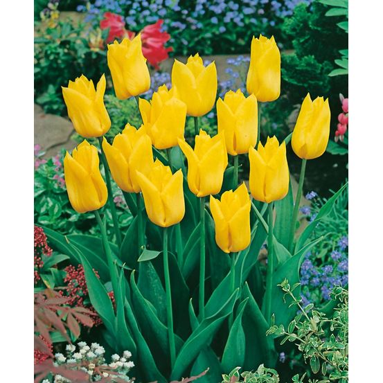 Tulipe strong gold - 10 bulbes