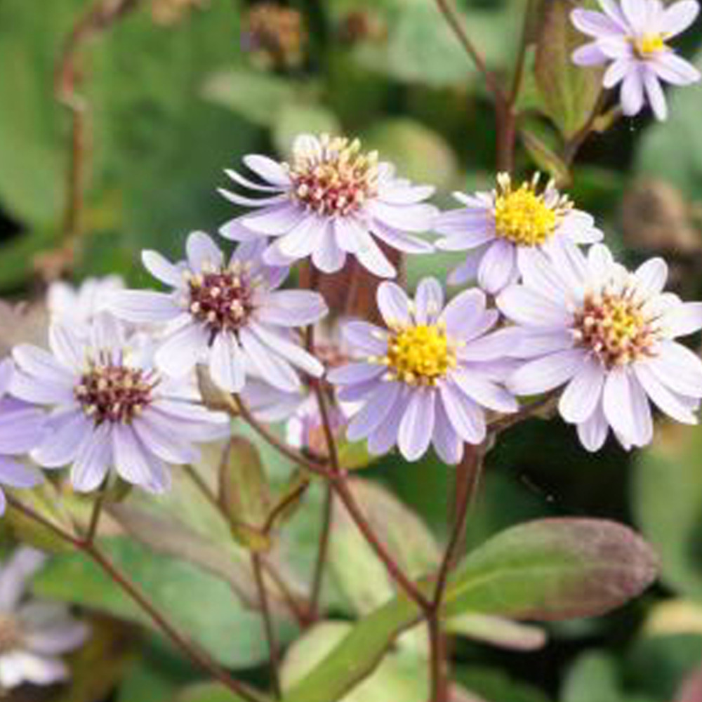 6 x aster 'harry schmidt' - aster 'harry schmidt' - godet 9cm x 9cm