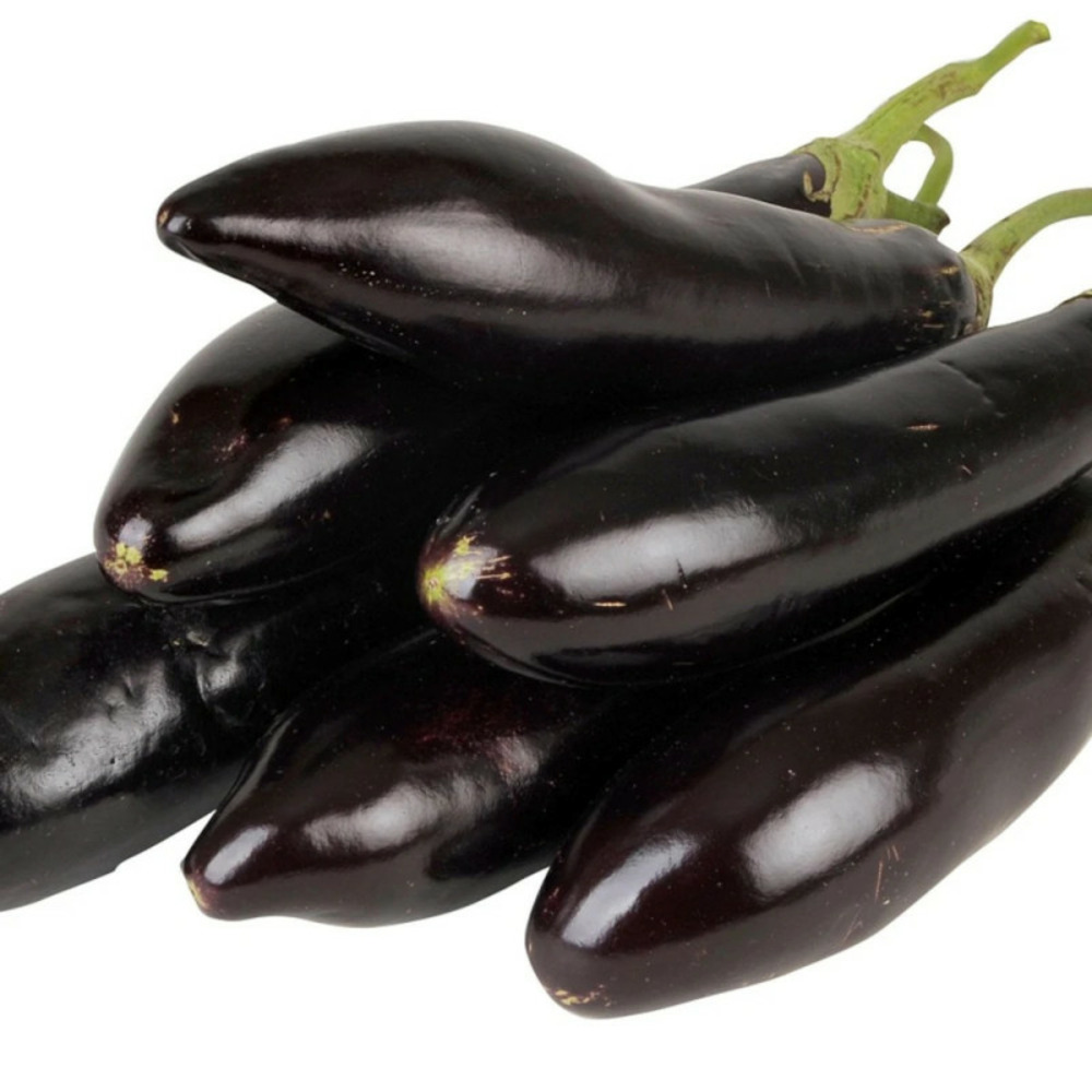 Plant d'aubergine baluroi f1 pot de 1l - greffée