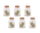 Mix de 6 tillandsia - plantes d'ambiance dans une bouteille en verre déco - décoration