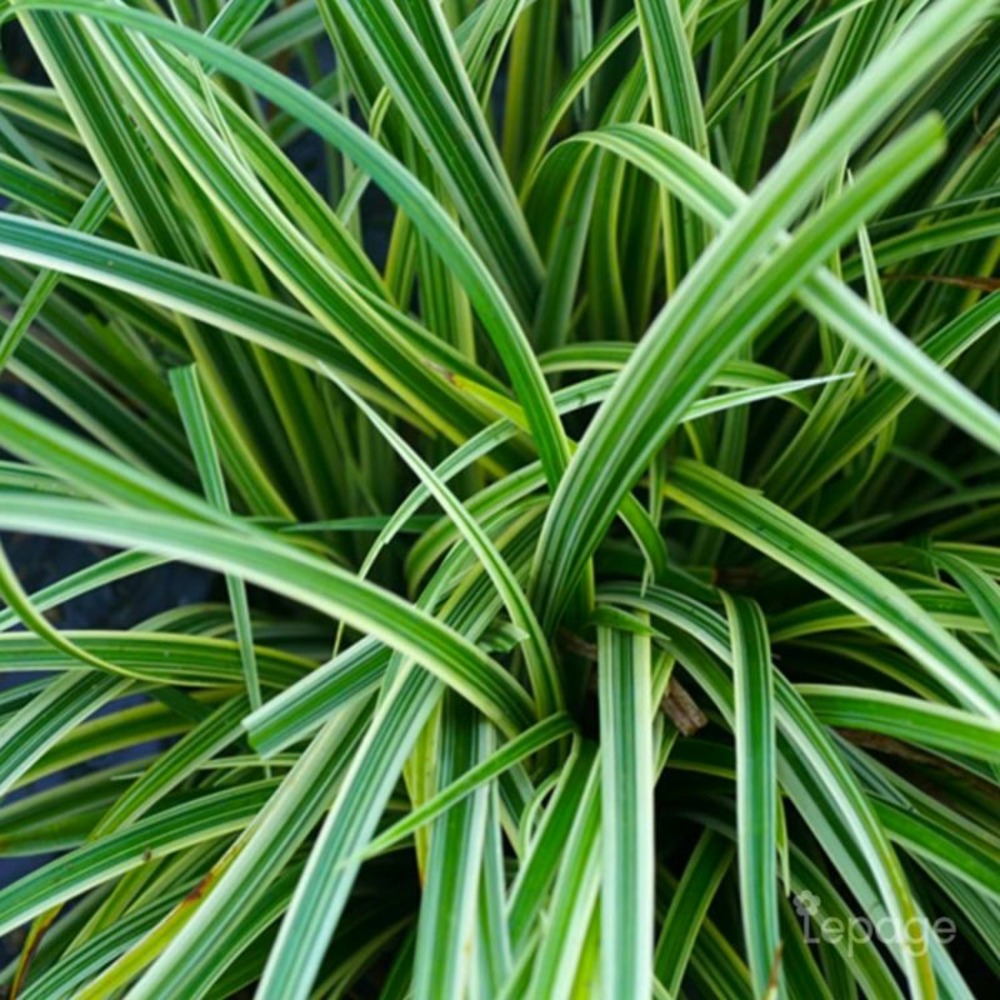 2 Laîches Japonaise 'Silver Sceptre' (Care…