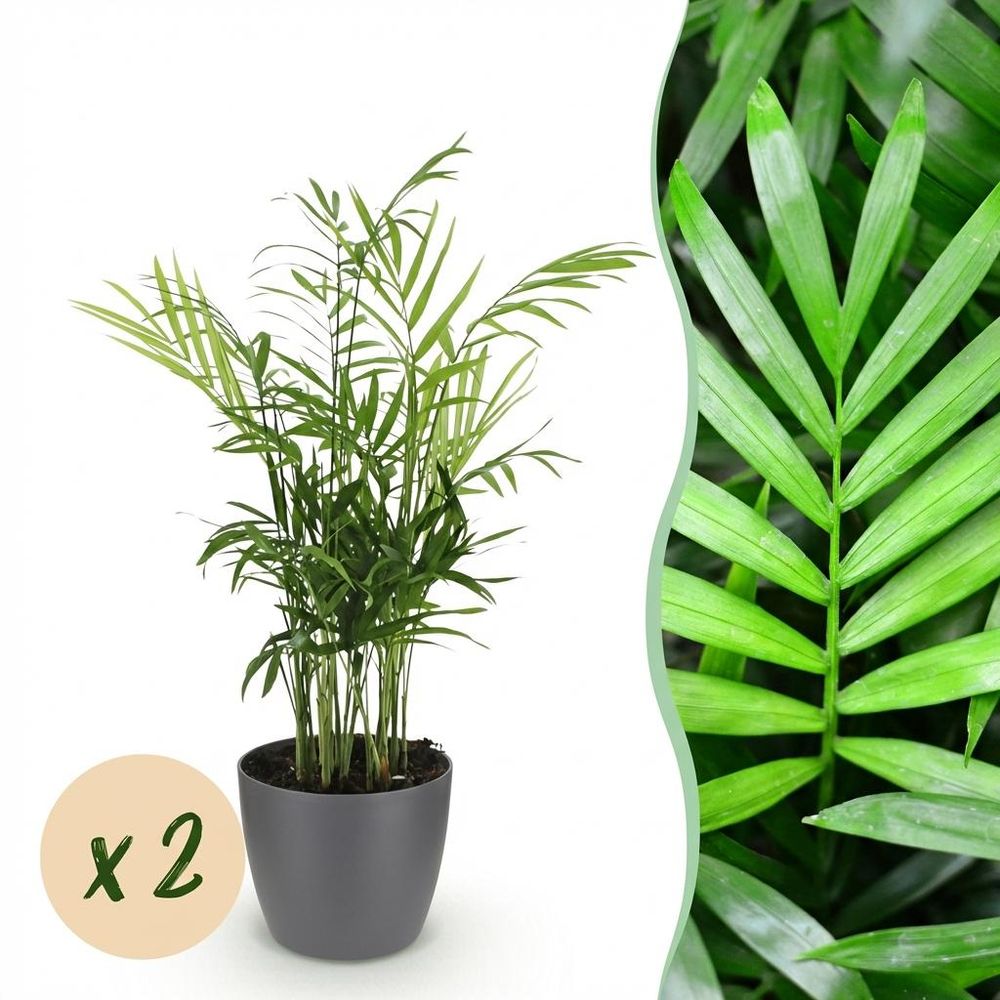 Chamaedorea elegans - pet-friendly - pot de 12cm - hauteur 15cm - plantes d'intérieur