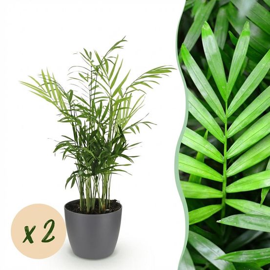 Chamaedorea elegans - pet-friendly - pot de 12cm - hauteur 15cm - plantes d'intérieur