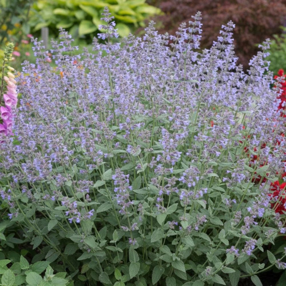 Herbe aux chats - menthe des chats grandiflora bramdean, nepeta lot de 9 godets