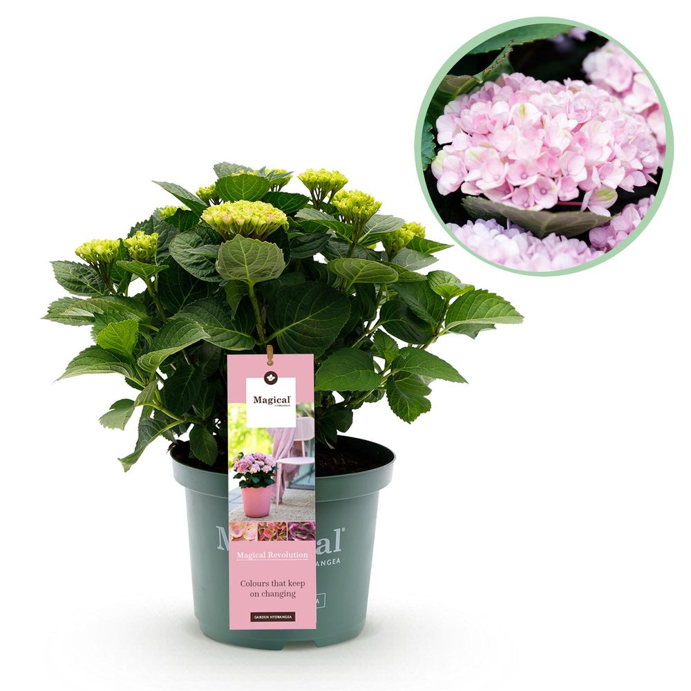 Hortensia magical revolution - pot 23 cm - hauteur 55 cm