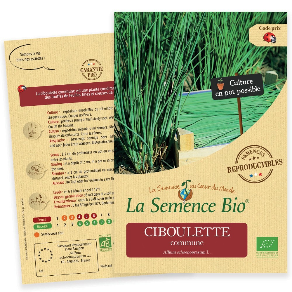 Ciboulette commune - graines bio