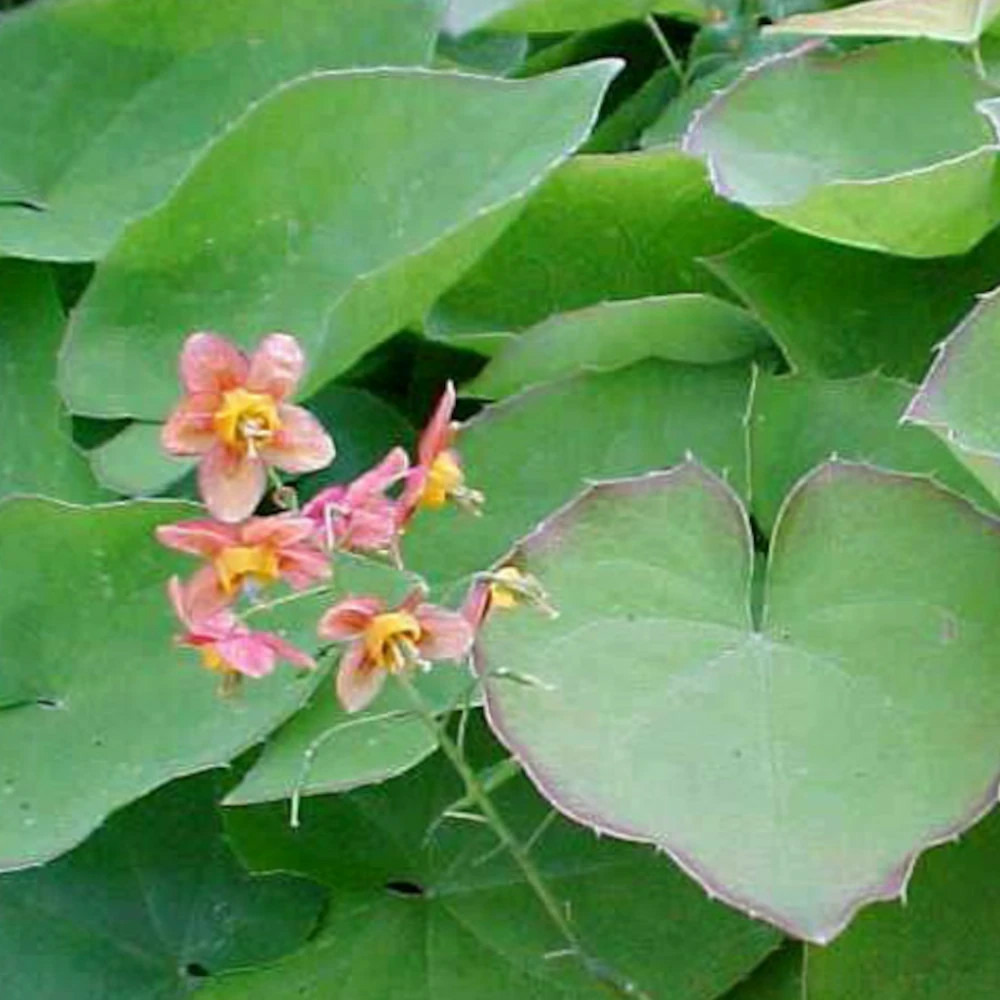 Fleur des elfes warleyense, epimedium lot de 5 godets