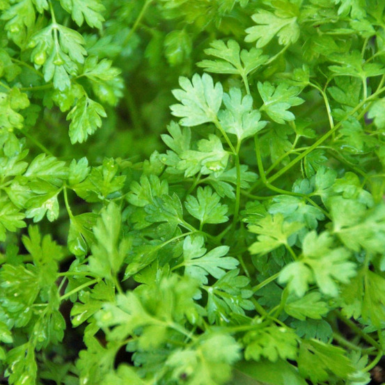 Graines de cerfeuil commun - vilmorin sachet
