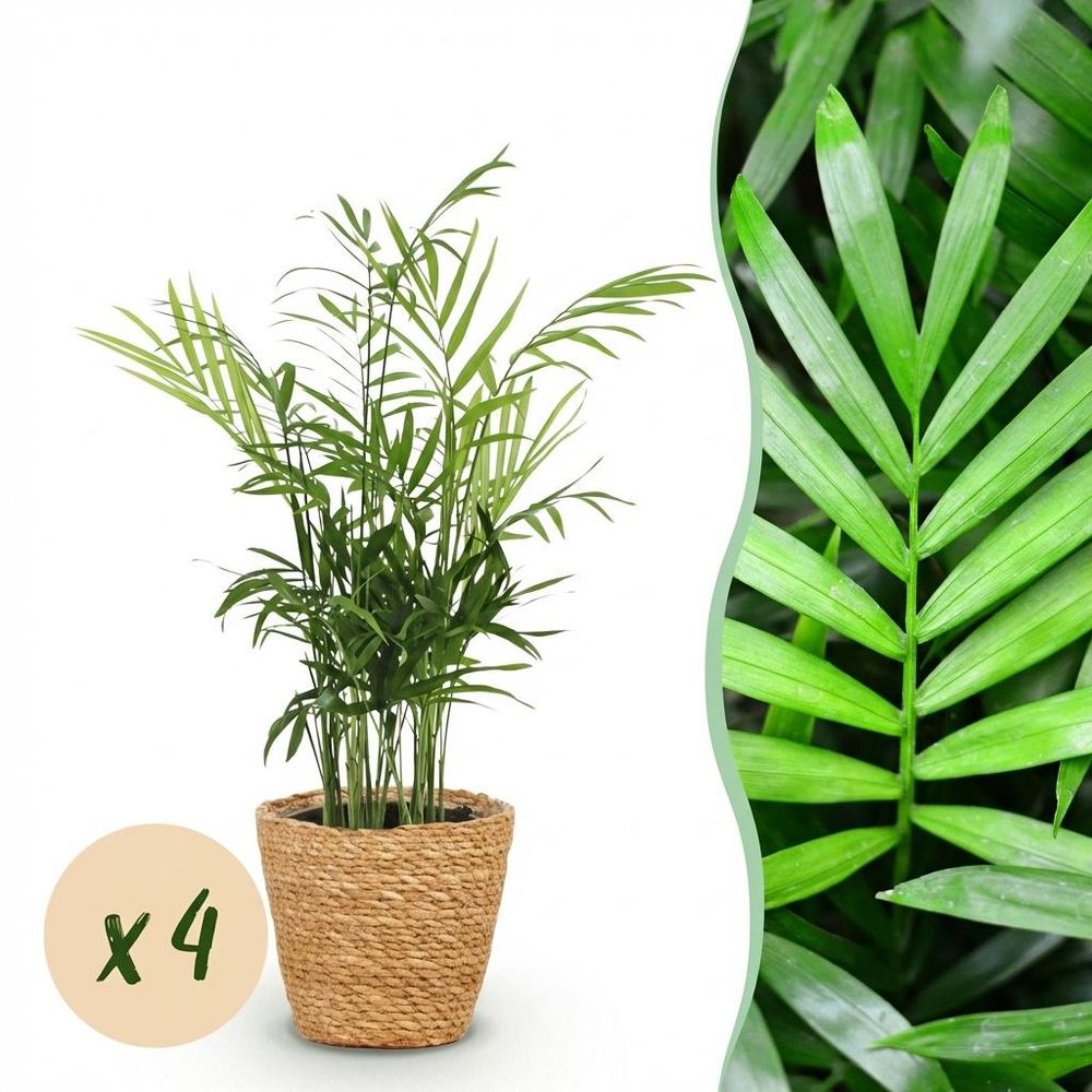 Chamaedorea elegans - pet-friendly - pot de 12cm - hauteur 15cm - plantes d'intérieur