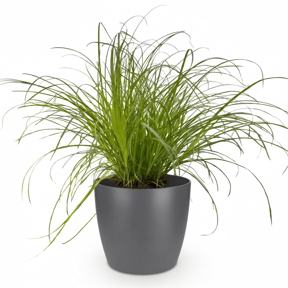 Cyperus alternifolius zumula - pet-friendly - pot de 12cm - hauteur 20cm