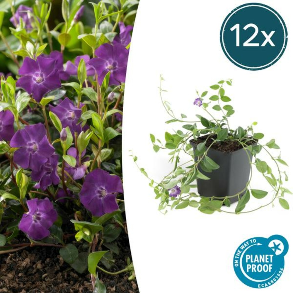 Petite pervenche 'atropurpurea' x12 – entre 0,75 et 1m2