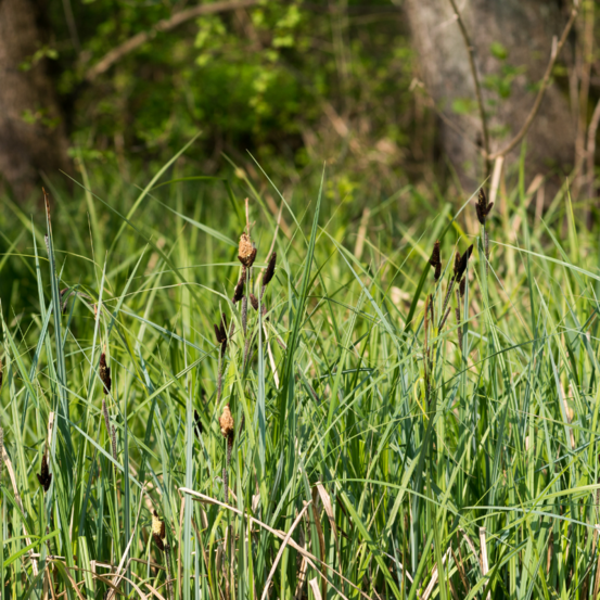 Laîche acutiforme - carex acutiformis 100 cm godet 9cm