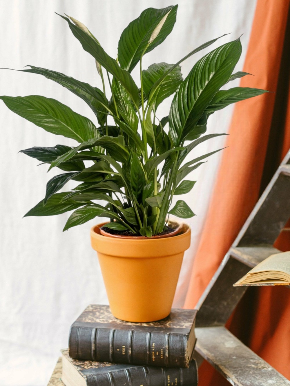 Spathiphyllum vivaldi 70cm - plante d'intérieur