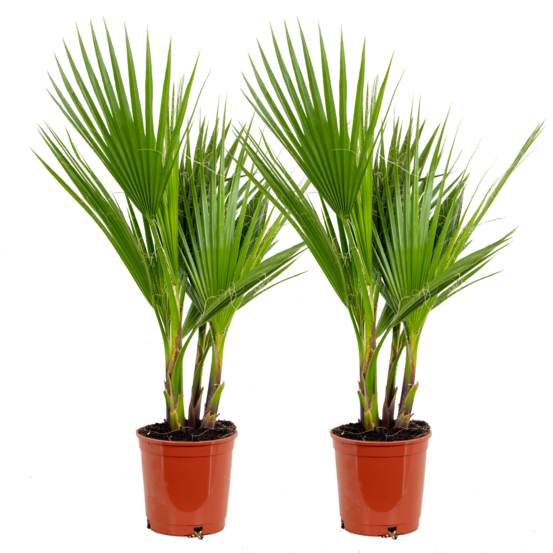 Lot de 2 - washingtonia robusta - palmier éventail mexicain - 60-80 cm de haut - pot 17 cm