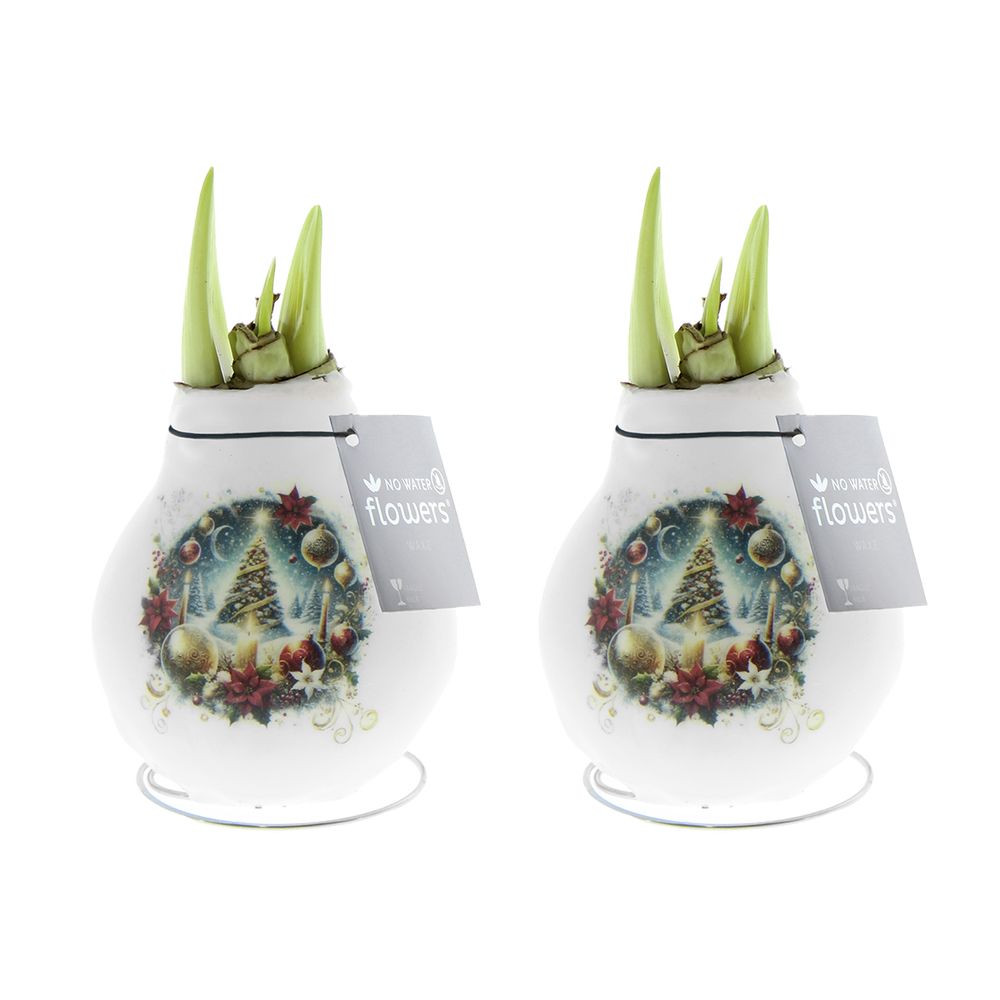 Lot de 2 - bulbe d'amaryllis en cire - sapin de noël - h. 15-25 cm à la livraison