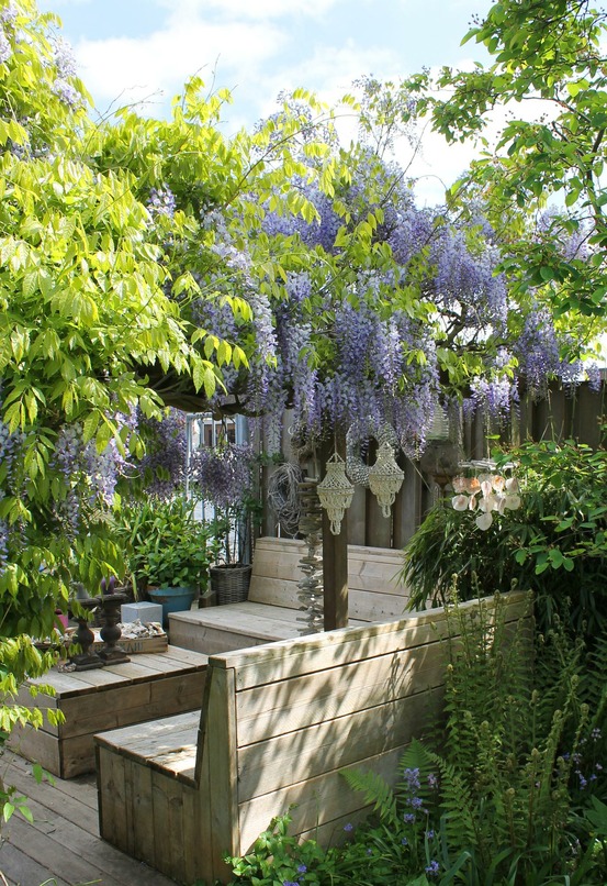 Lot de 2 - wisteria sinensis 'caroline' - h65 cm - ø15 cm