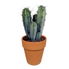 Myrtillocactus 'geometrizans' - cactus - plante d'intérieur - pot en terre cuite - ⌀17 cm - 20-30 cm