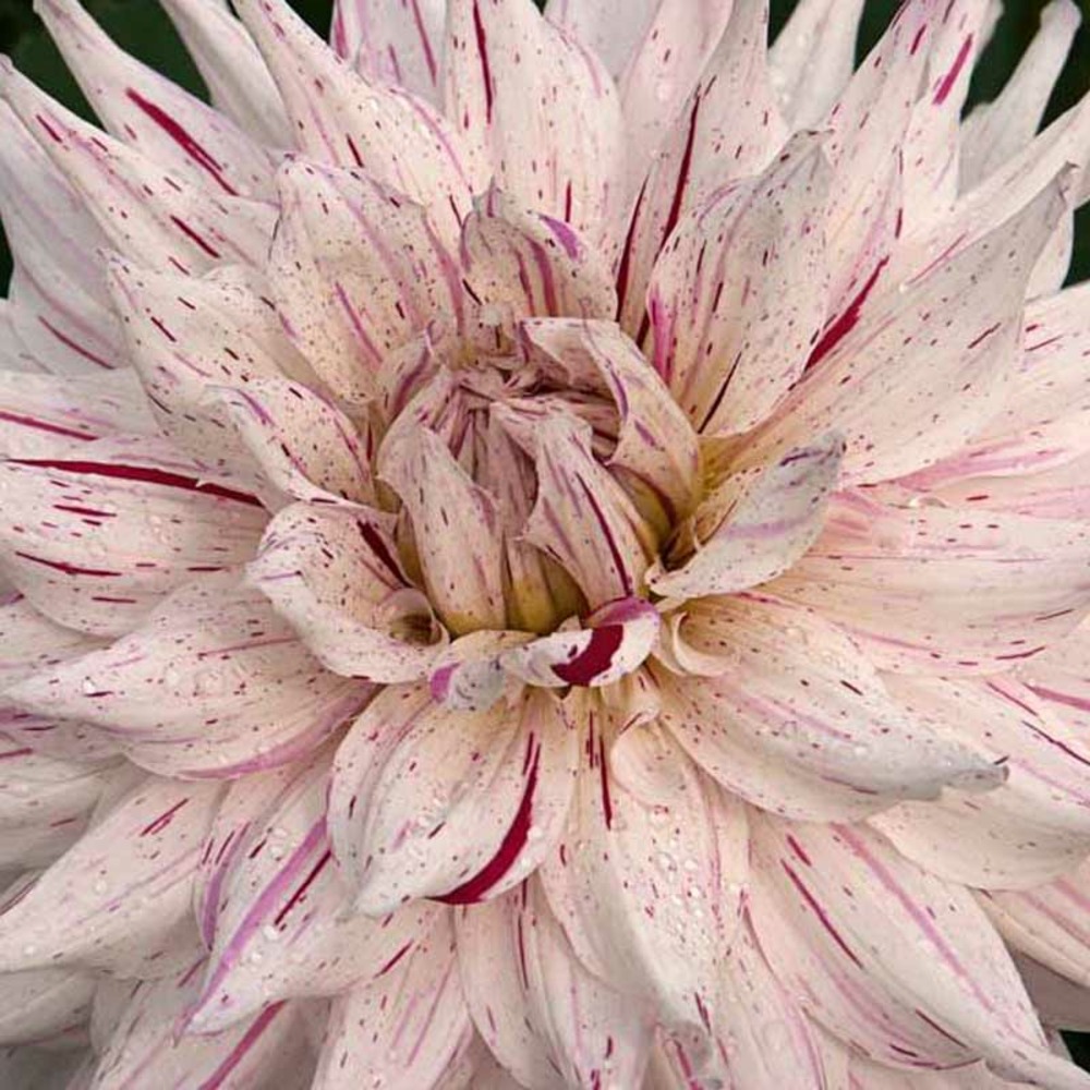 Dahlia semi-cactus 'mick's peppermint' bulbe calibre i
