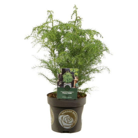 Cryptoméria du japon elegans viridis - cryptomeria japonica elegans viridis 25/35cm pot 2,5l