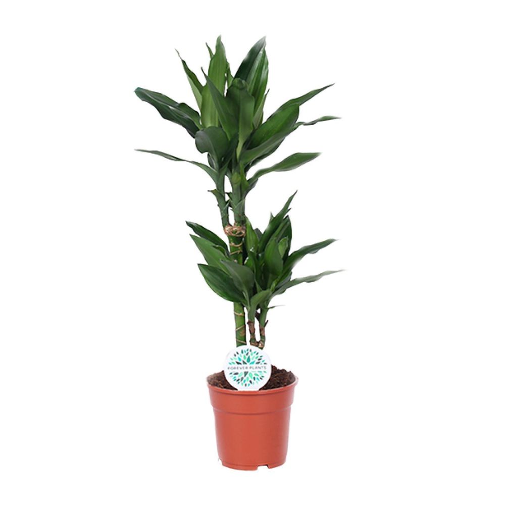 Dracaena janet lind - ø17cm - ↕70cm - plantes d'intérieur