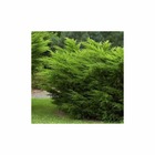 Juniperus x media 'mint julep':pot 7.5l
